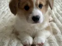 Щенки корги, фотография 2