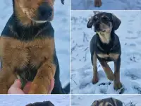 Щенки в дар