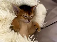Абиссинские котята, фотография 12