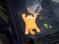 Кот на стекло в авто