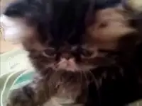 Персидский котёнок, фотография 2