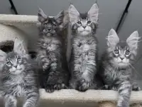 Мейн-кун котята, фотография 4