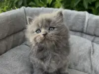 Шотландские котята, фотография 4
