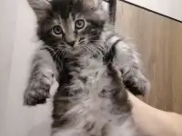 Продам котят породы мей-кун, фотография 3