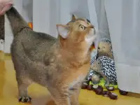 Золотые Шиншилы, фотография 5