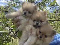 Померанский шпиц щенки