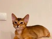 Абиссинские котята, фотография 4