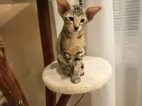 Ориентальный котенок, фотография 2