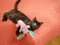 малышка ищет дом