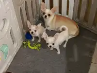 Чихуахуа