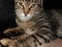Домашний котенок 4 мес. Друг во всём. Залазит на плечи и целуется, фотография 12