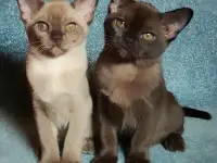 Котята европейской бурмы, фотография 10