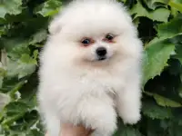 Померанский шпиц, породный щенок- девочка!, фотография 2