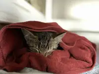 Отдам кошечку в хорошие руки!, фотография 3