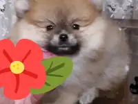девчулькишпицульки, фотография 2