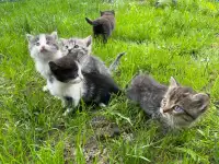 Котята в хорошие руки