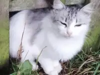 Котики ищут дом, фотография 2