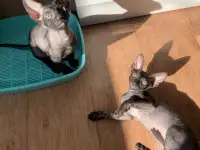 Корниш-рекс котята, фотография 3