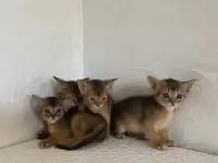 Абиссинские котята, фотография 2