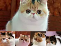 Куплю экзота экстримала дорого, фотография 2