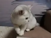 Британские котята, фотография 3