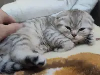Шотландский котята, фотография 5