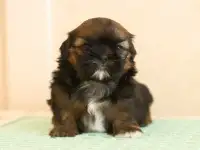 Высокопородные щенки ши тцу, фотография 3