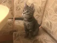 Ваш котейка