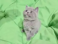 Котята британцы, фотография 2