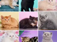 Британские Котята От Чемпионов - Много окрасов!, фотография 5