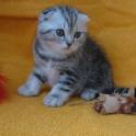 САМЫЙ КРАСИВЫЙ КОТЕНОК, фотография 2