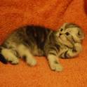 САМЫЙ КРАСИВЫЙ КОТЕНОК, фотография 3