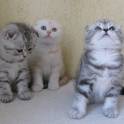 САМЫЙ КРАСИВЫЙ КОТЕНОК, фотография 4