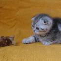 САМЫЙ КРАСИВЫЙ КОТЕНОК, фотография 5