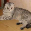 САМЫЙ КРАСИВЫЙ КОТЕНОК, фотография 6