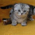 САМЫЙ КРАСИВЫЙ КОТЕНОК, фотография 8