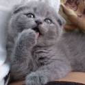 шотландская кошечка
