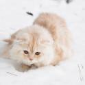 кот для вязки, фотография 4