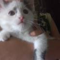 котята в хорошие руки, фотография 2