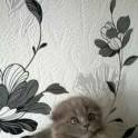Шотландские вислоухие котята