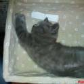 Шотландские вислоухие котята, фотография 2