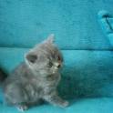 Шотландские вислоухие котята, фотография 3