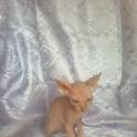 котята канадского сфинкса, фотография 3