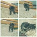 Котята в дар, фотография 3