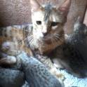 Шикарные котята от чемпиона породы, фотография 3