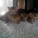Шикарные котята от чемпиона породы, фотография 5