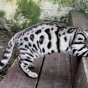 Шикарные котята от чемпиона породы, фотография 6