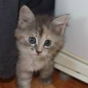 котята ищут дом