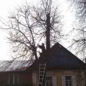 Спилить дерево в гомеле, фотография 2