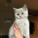 Продаются шотландские котята!, фотография 2